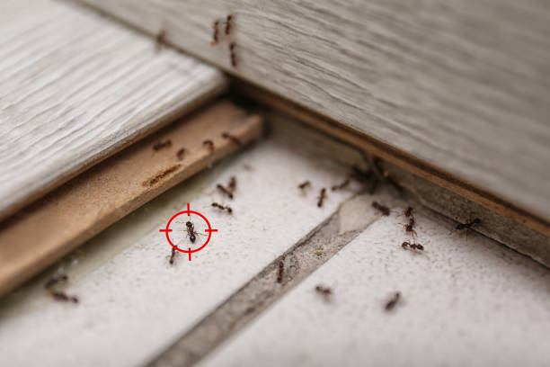 Best Pest Prevention Services  in Foley, MN