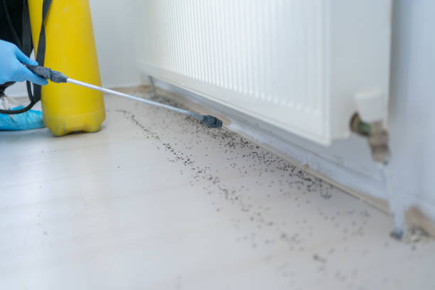 Best Flea Control Services  in Foley, MN
